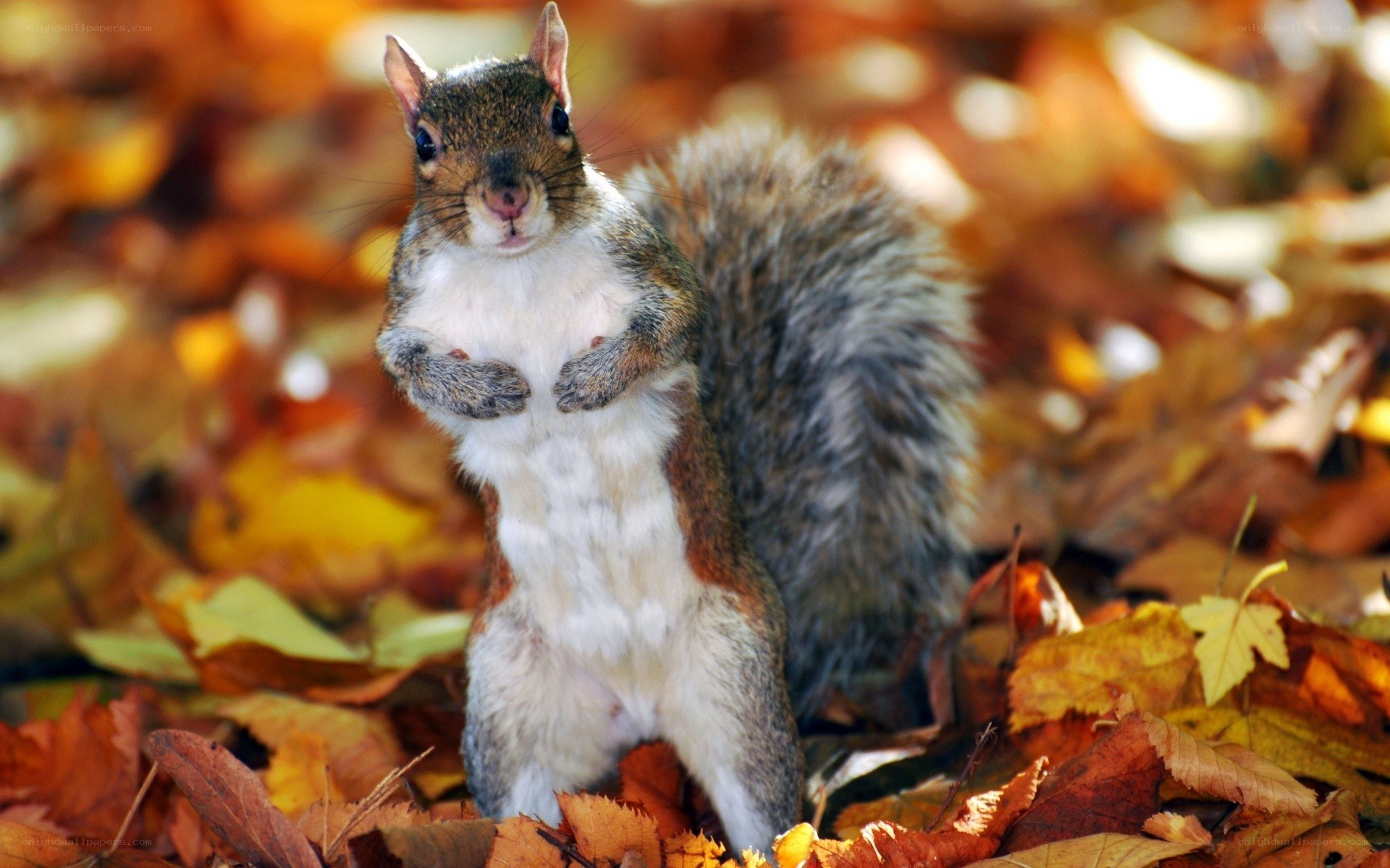 Squirrel in autumn leaves