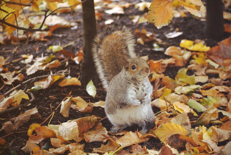 Squirrel in Autumn Leaves — Brown