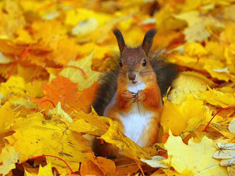 Squirrel in Autumn Leaves — Yellow