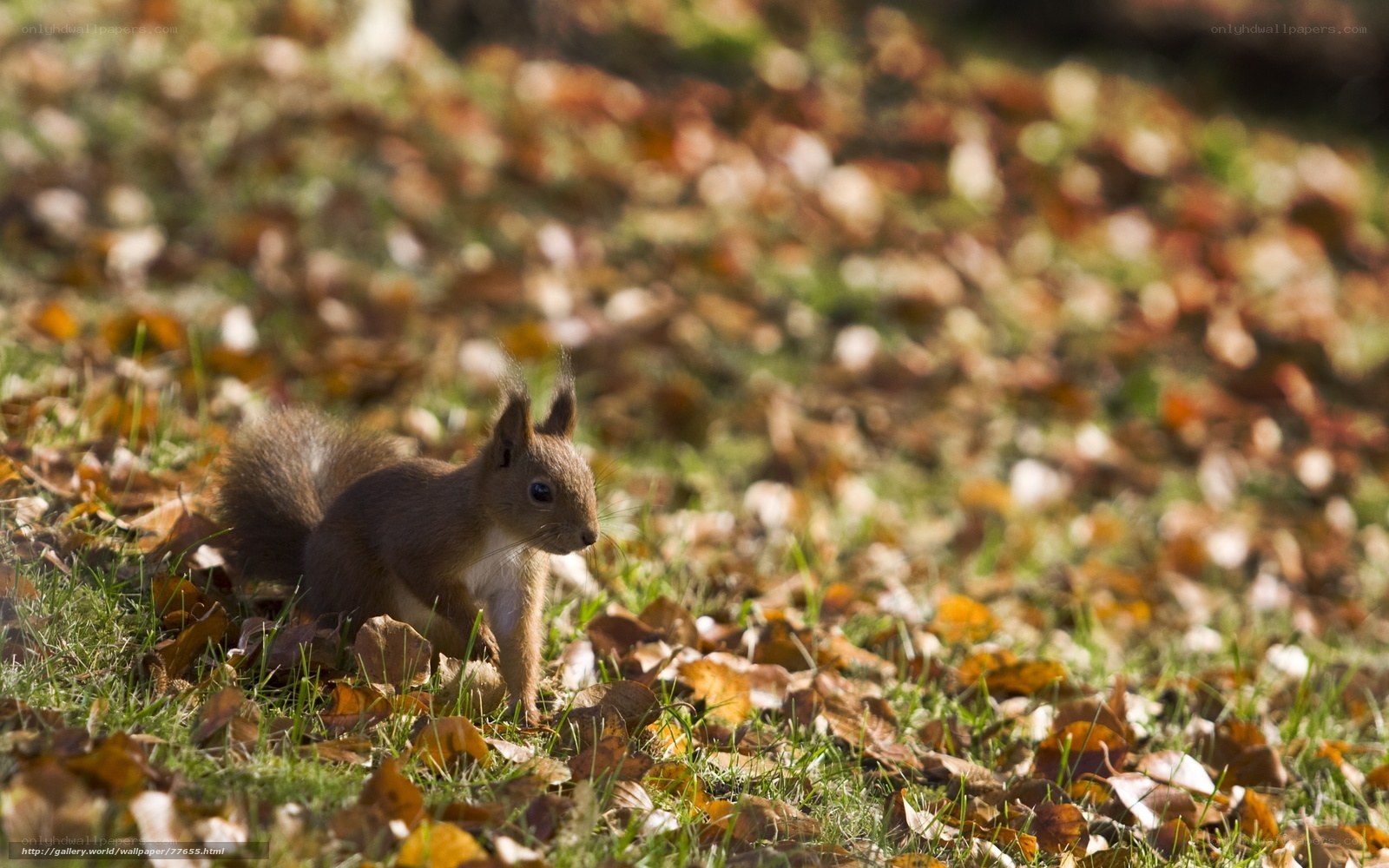 Squirrel in autumn leaves