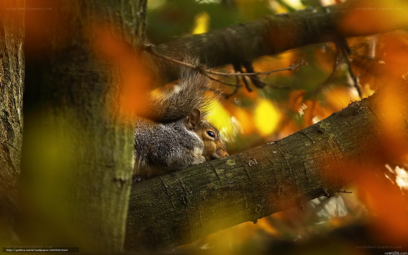 Squirrel in autumn tree