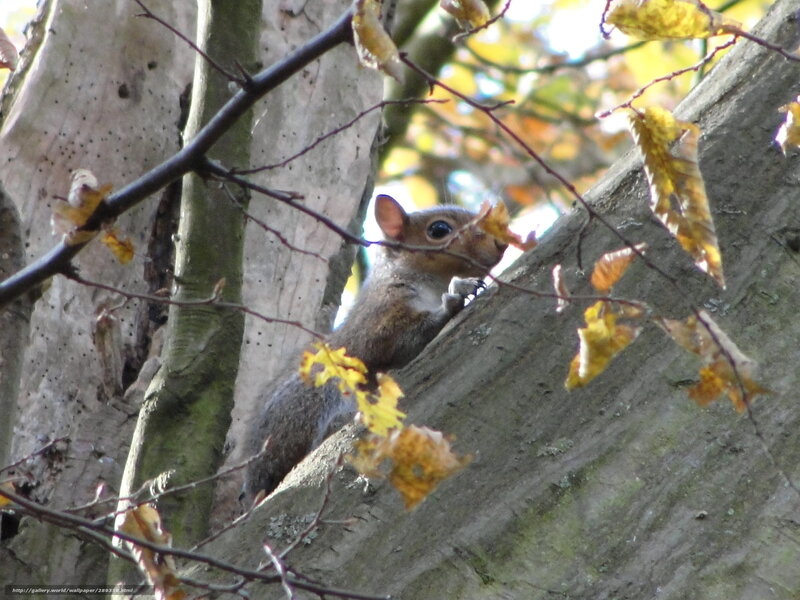 squirrel in autumn tree