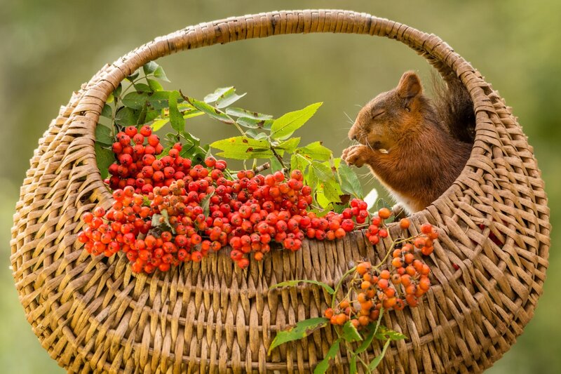 Squirrel in Basket — Brown