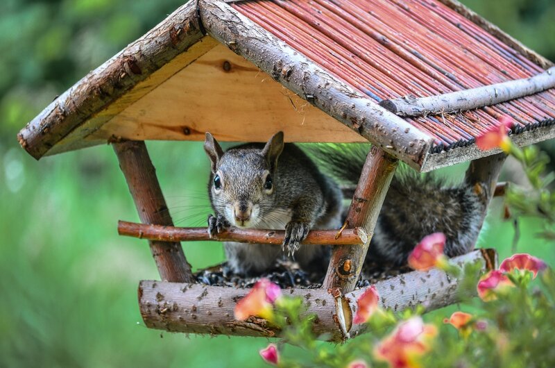 Squirrel in Bird Feeder