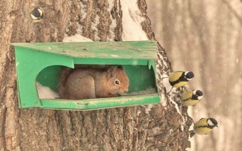 Squirrel in Birdhouse