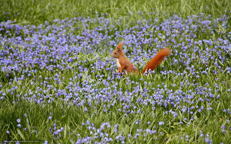 Squirrel in blue flower field