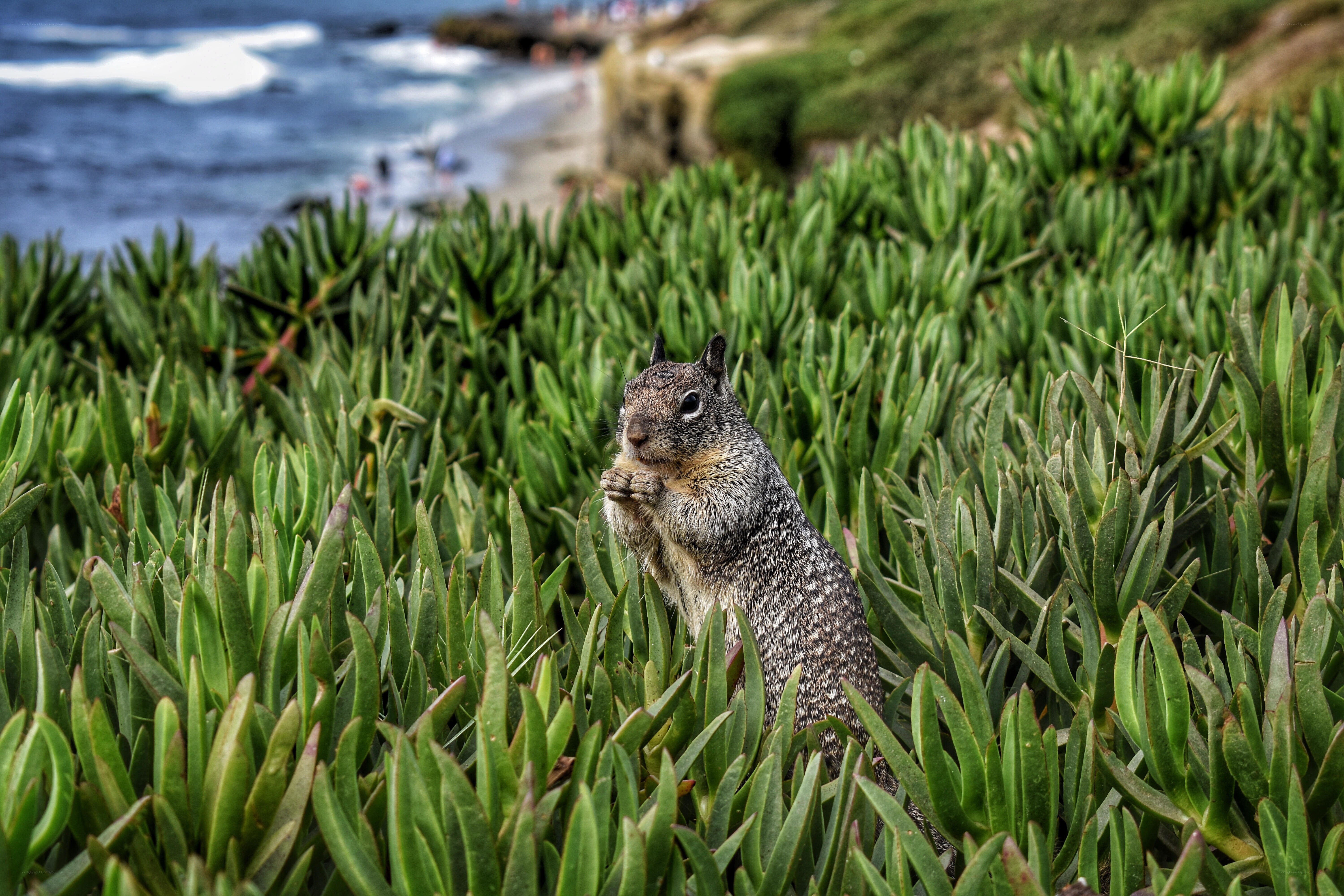 Squirrel in coastal succulents