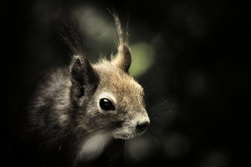 Squirrel in Dark Forest