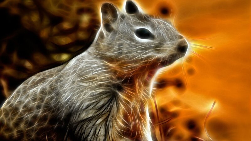 Squirrel in Flames