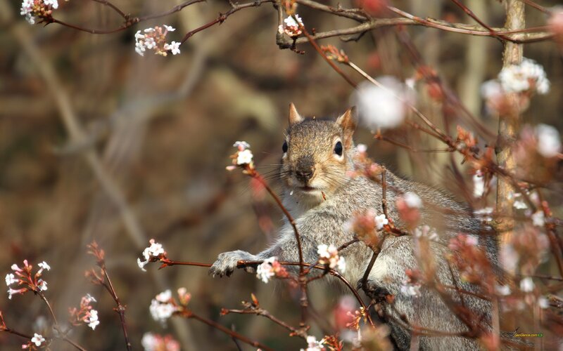 Squirrel in Flowering Branch