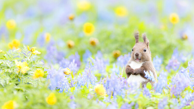 Squirrel in Flowers — Blue, Serene, Spring