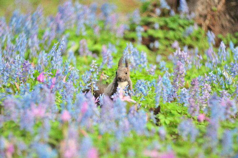 Squirrel in Flowers — Blue, Serene
