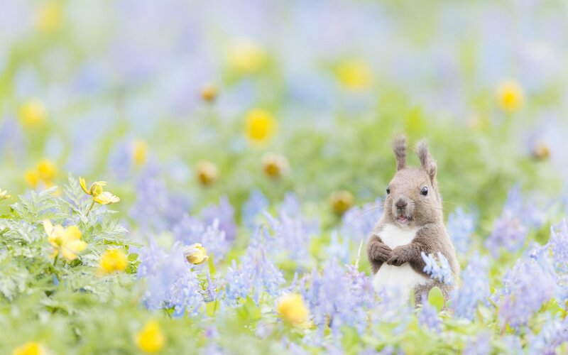 Squirrel in Flowers — Blue