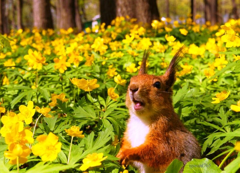 Squirrel in Flowers