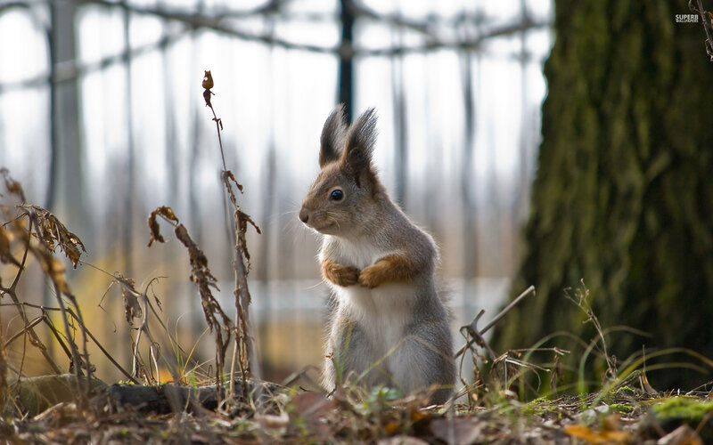 Squirrel in Forest — Brown