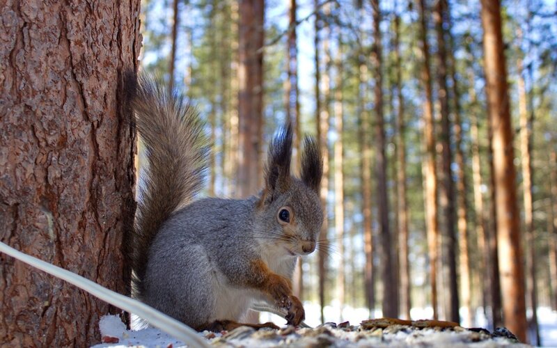 Squirrel in Forest — Gray