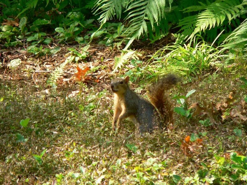 Squirrel in Forest — Green, Natural