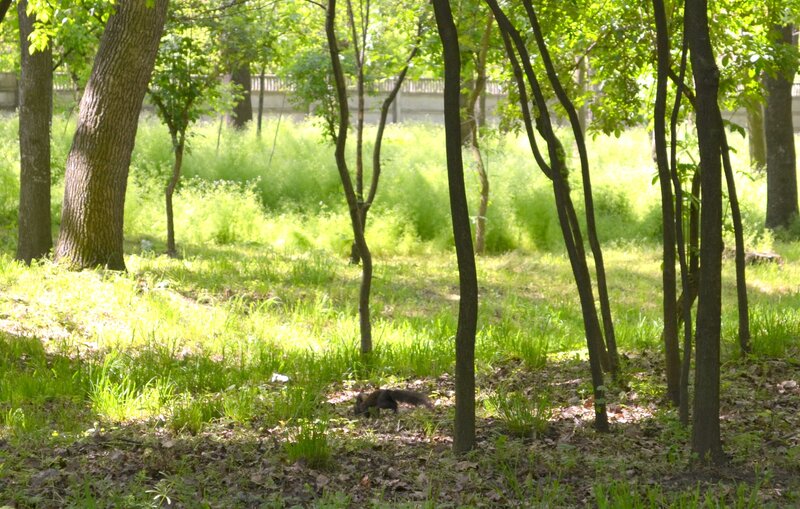 Squirrel in Forest — Green, Serene, Afternoon