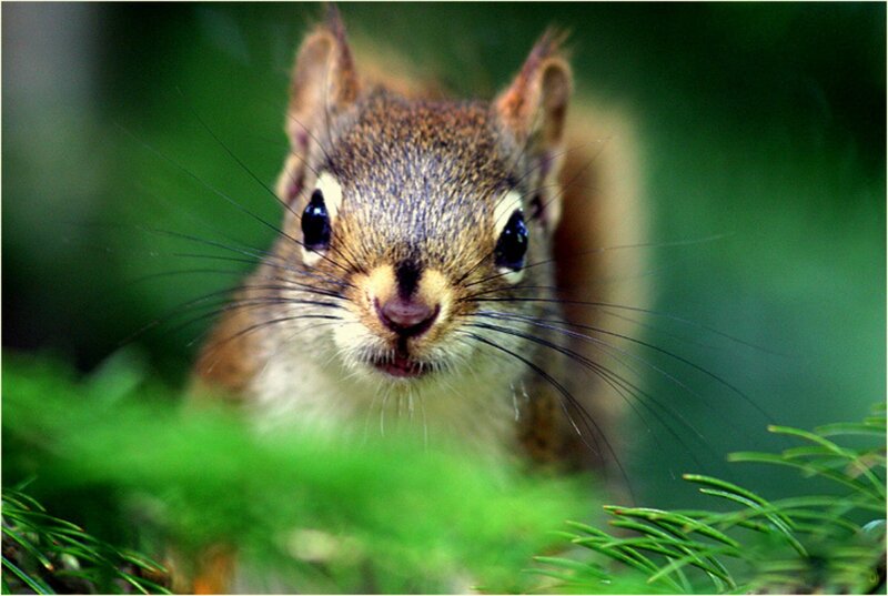 Squirrel in Forest — Green