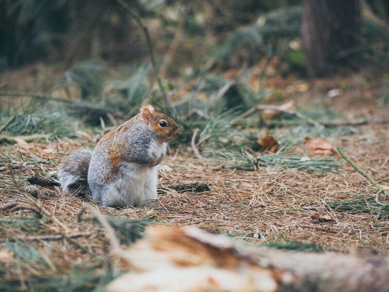 squirrel in forest