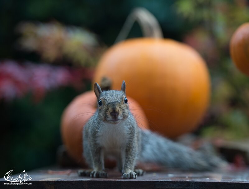 Squirrel in Front of Pumpkins