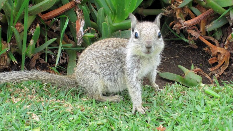 squirrel in garden grass