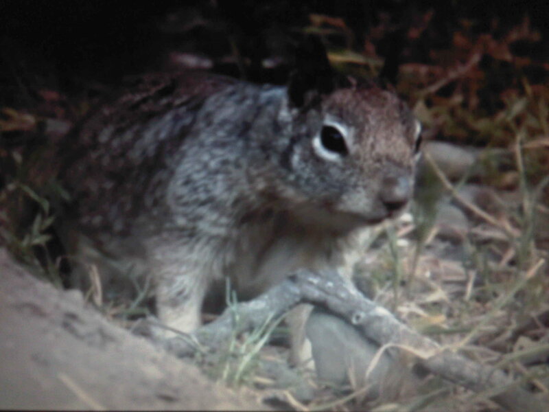squirrel in grass at night