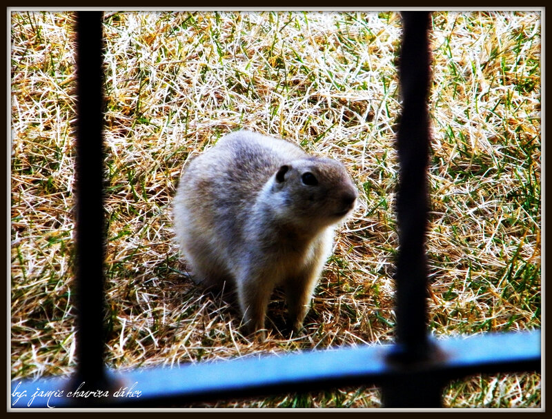 squirrel in grass behind bars