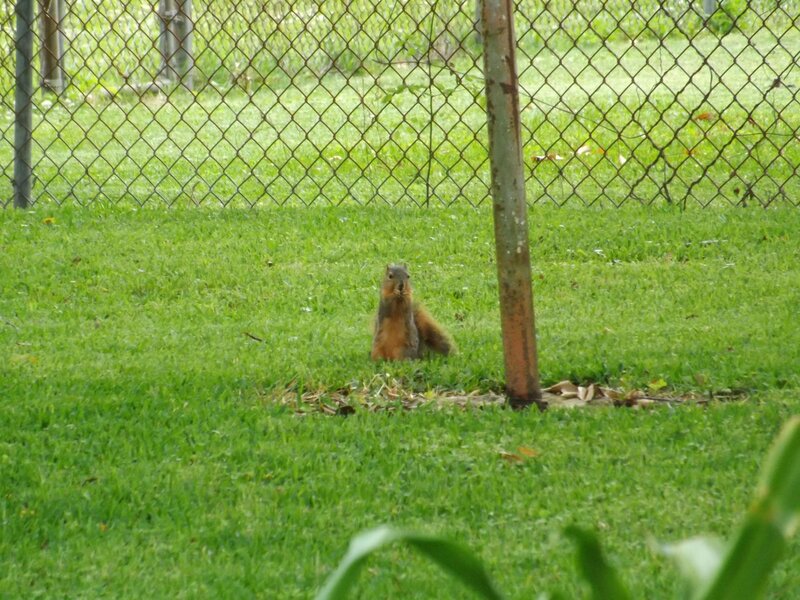 Squirrel in Grass — Green, Calm, Afternoon, Photograph, Fence