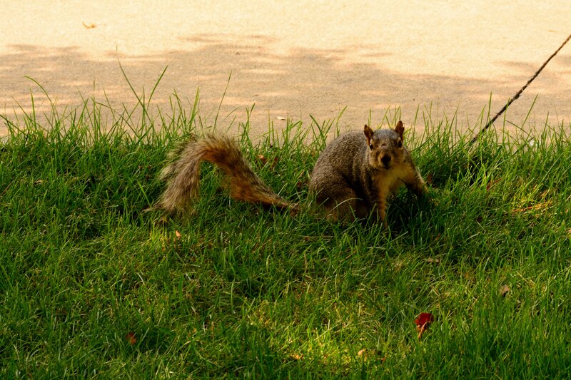 Squirrel in Grass — Green, Calm, Afternoon, Photograph, Pavement