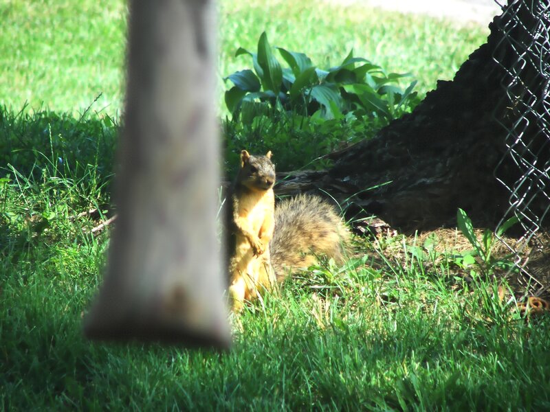 Squirrel in Grass — Green, Calm, Afternoon, Photograph