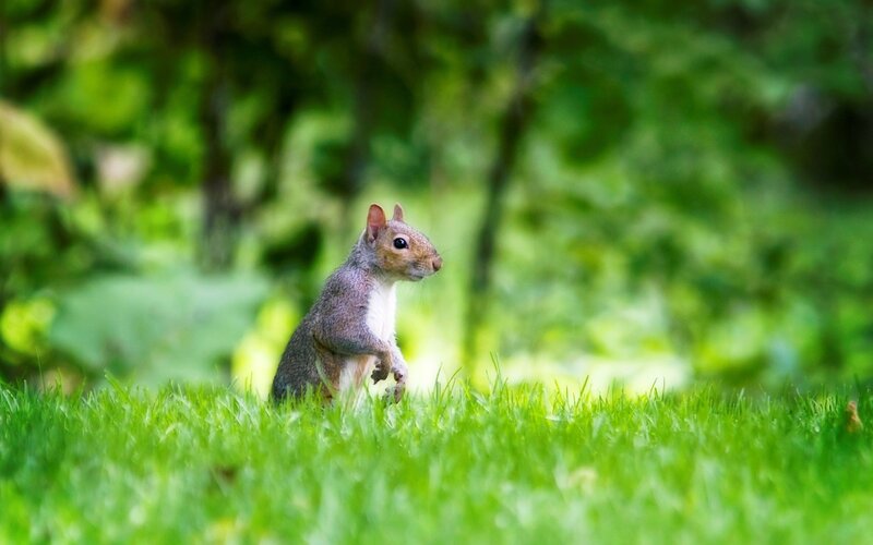 Squirrel in Grass — Green, Calm, Afternoon, Photograph, Trees