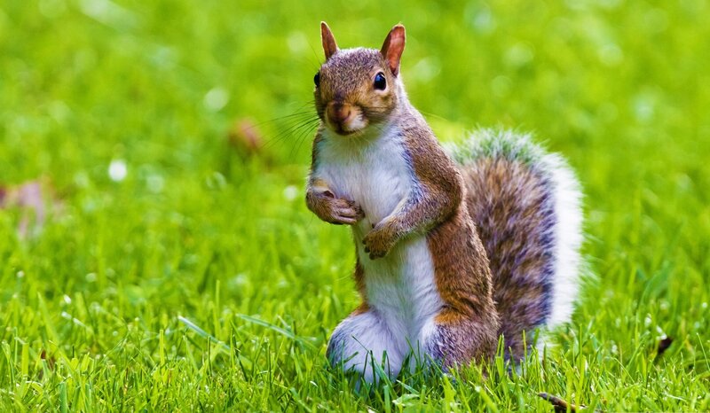 Squirrel in Grass — Green, Calm, Afternoon