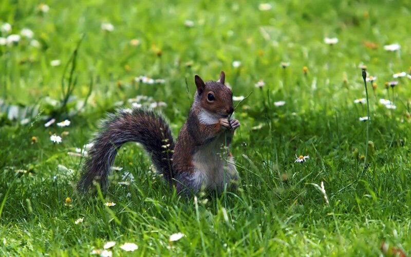 Squirrel in Grass — Green, Calm, Spring, Photograph