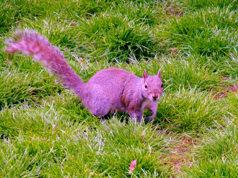 Squirrel in Grass — Green, Calm