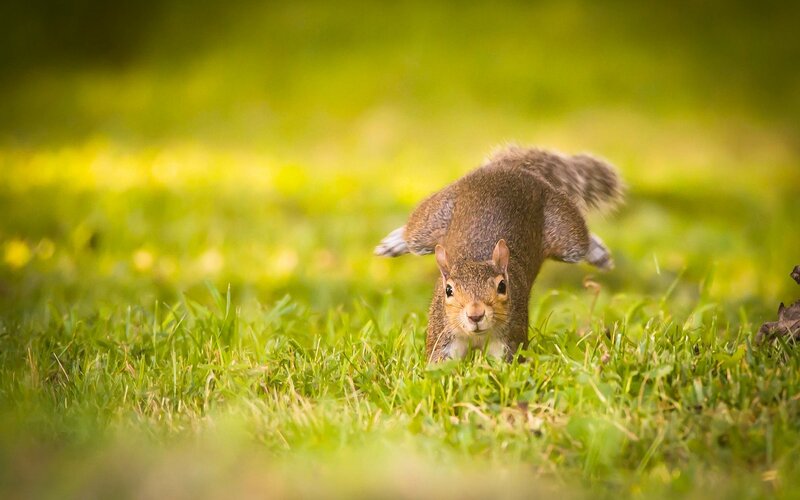 Squirrel in Grass — Green, Natural