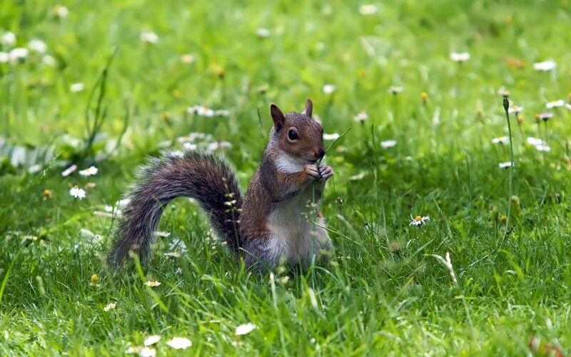 Squirrel in Grass — Green