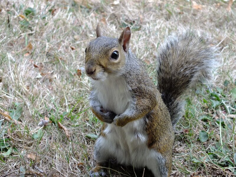 squirrel in grass