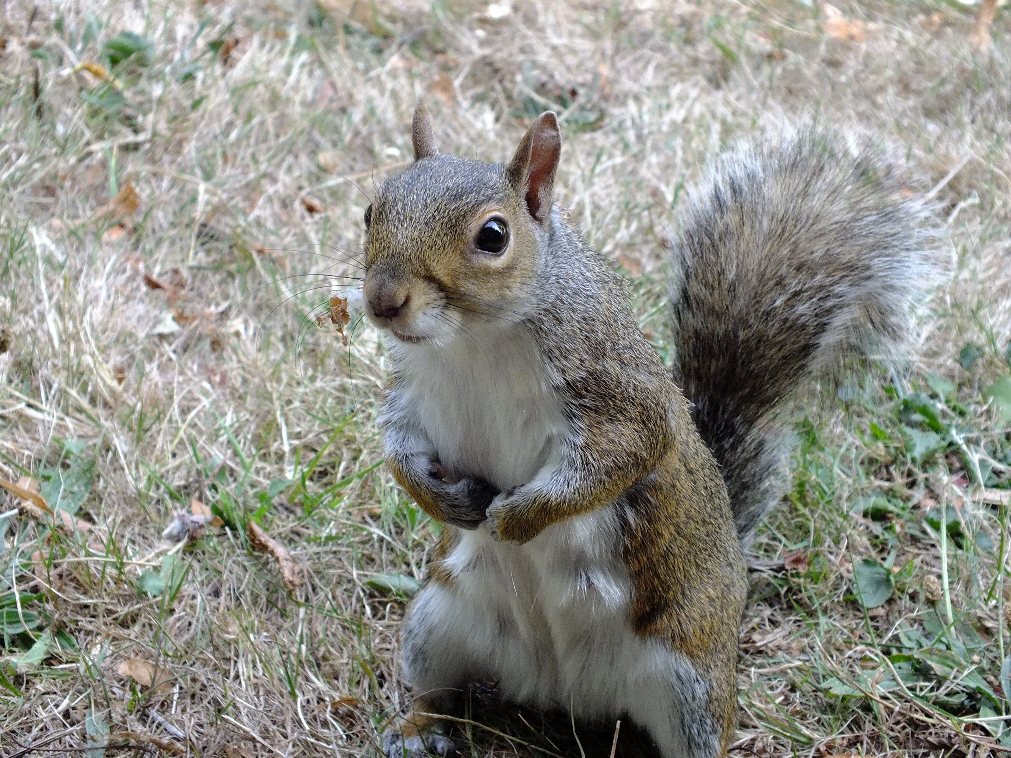 squirrel in grass
