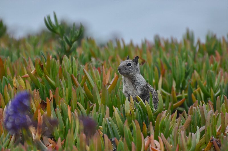 Squirrel in green foliage