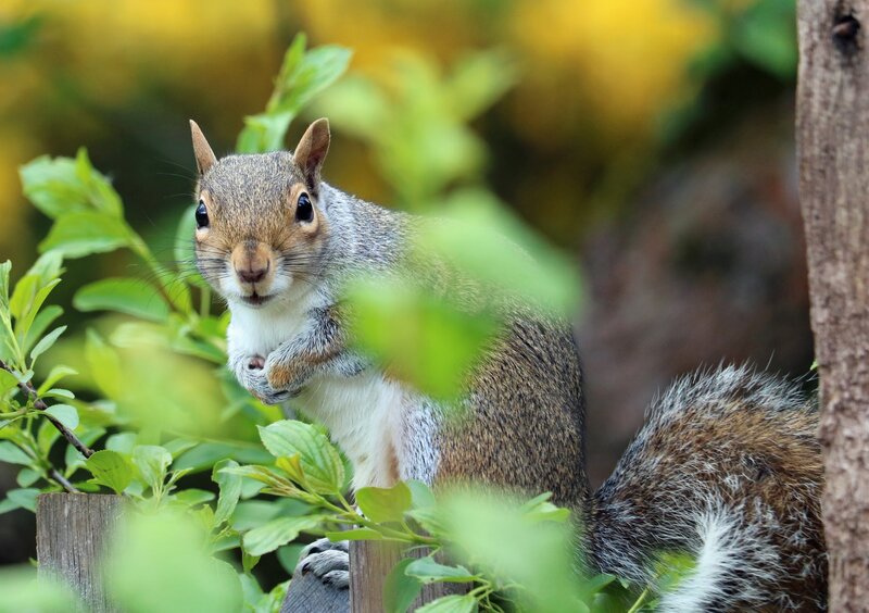 squirrel in green foliage