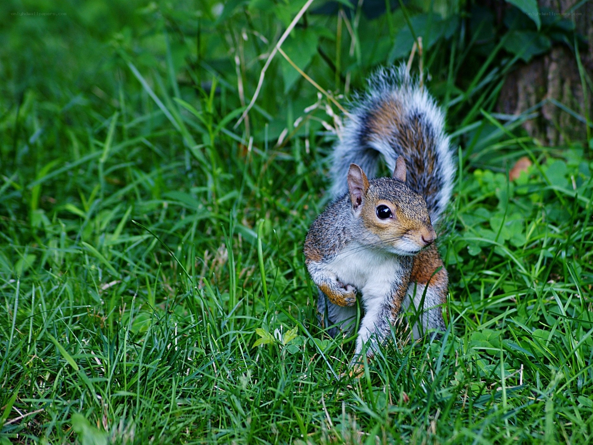 squirrel in green grass