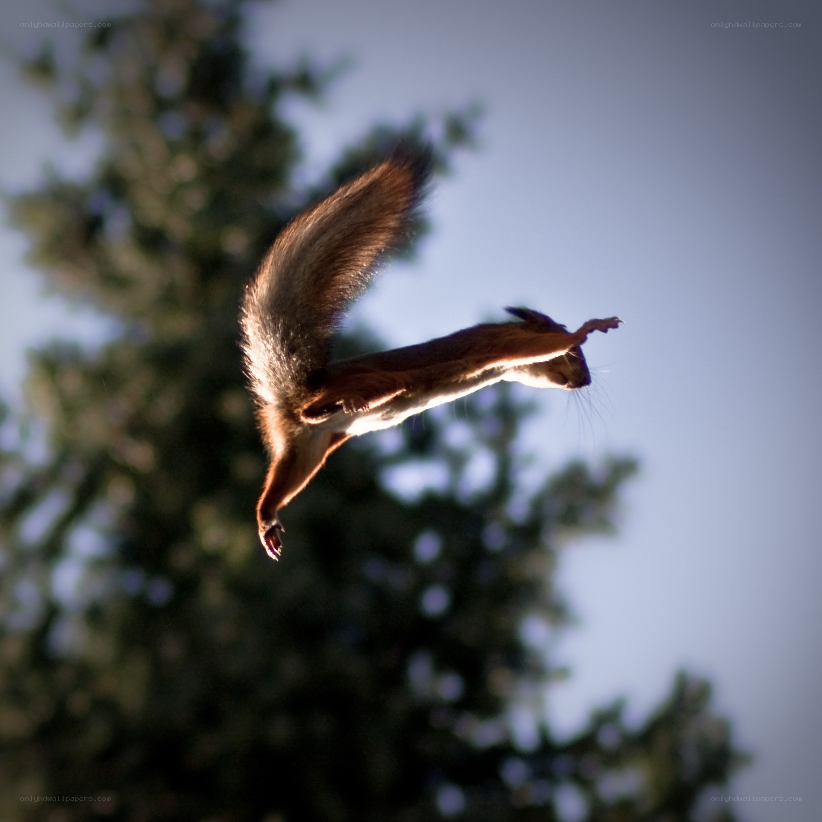 squirrel in mid-air leap