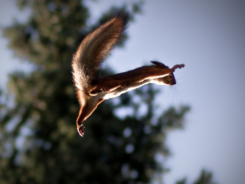 Squirrel in Mid-air