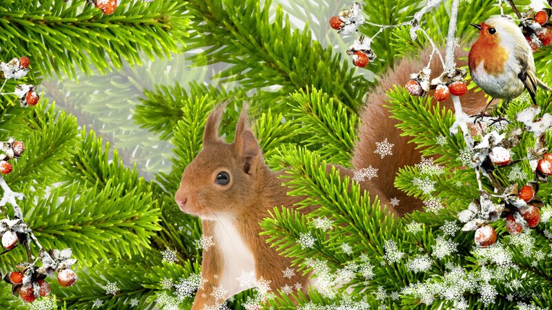 Squirrel in Pine Branches