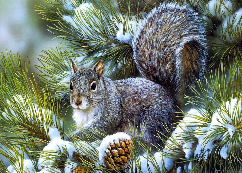 Squirrel in Pine Tree — Green, Calm
