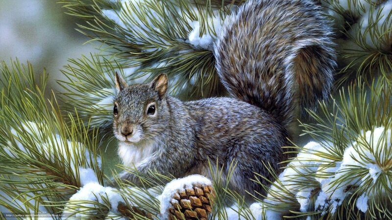 Squirrel in Pine Tree — Green, Calm, Winter, Photograph
