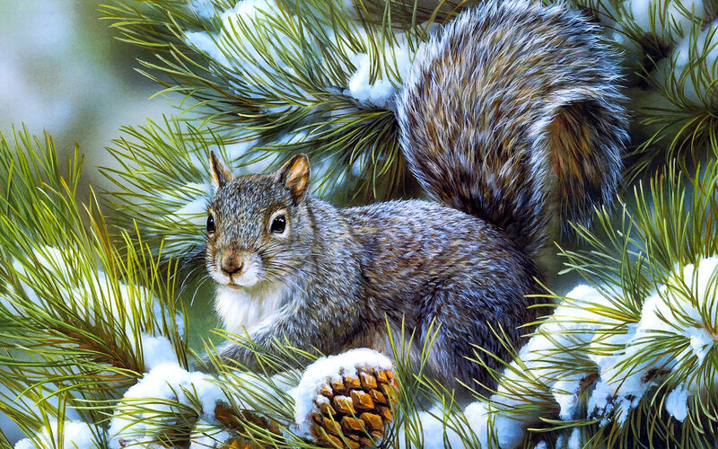 Squirrel in Pine Tree — Green, Calm, Winter