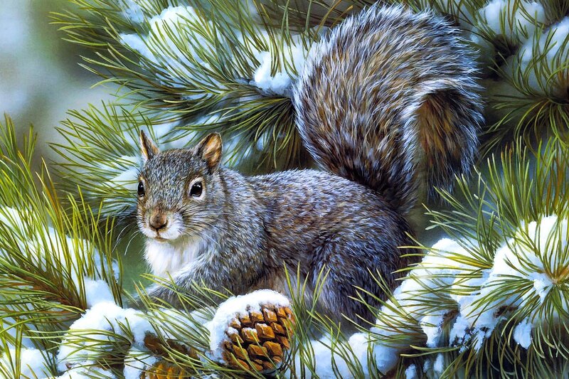 Squirrel in Pine Tree — Green