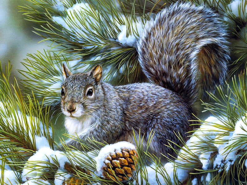 Squirrel in Pine Tree